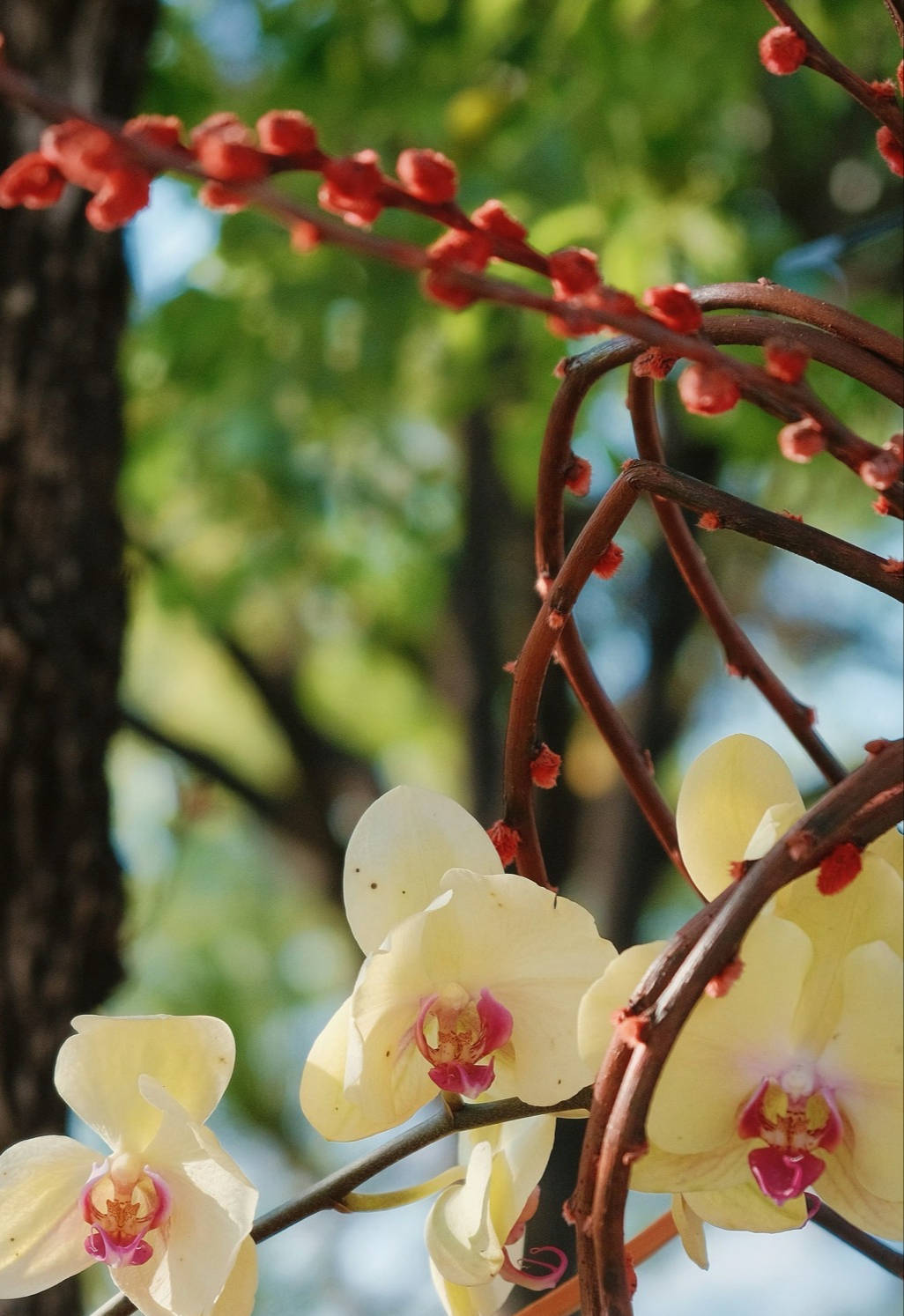 赏花经济激活春季文旅消费 第四十二届四川（彭州）天彭牡丹花会将于3月20日启幕