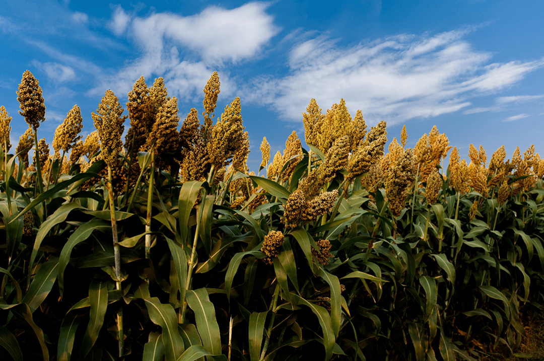 东方钽业：11.8亿元定增落地 深耕科技金属筑牢龙头护城河