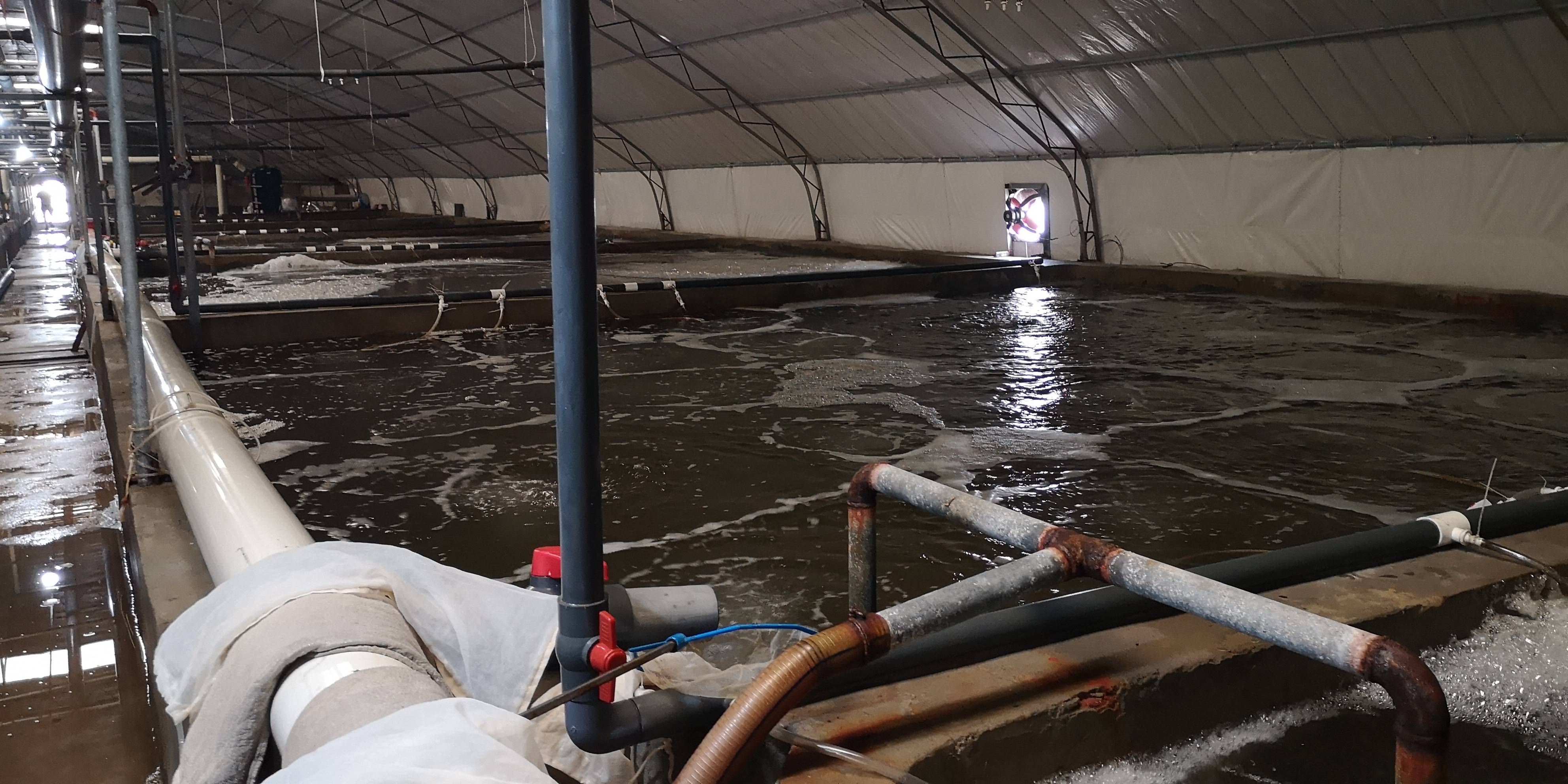 秀我中国丨在上海复兴岛“养虾”是种什么体验？