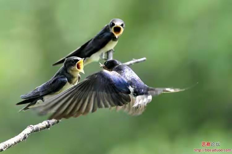 为什么要“往回看”?――李义平和他的《经济学百年经典》