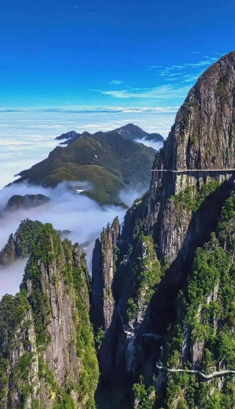 祥源文旅深耕大熊猫IP 擘画碧峰峡升级蓝图