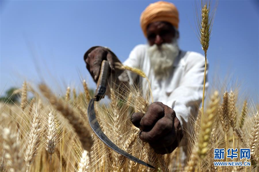 印度解除小麦出口禁令